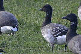 Brant Goose