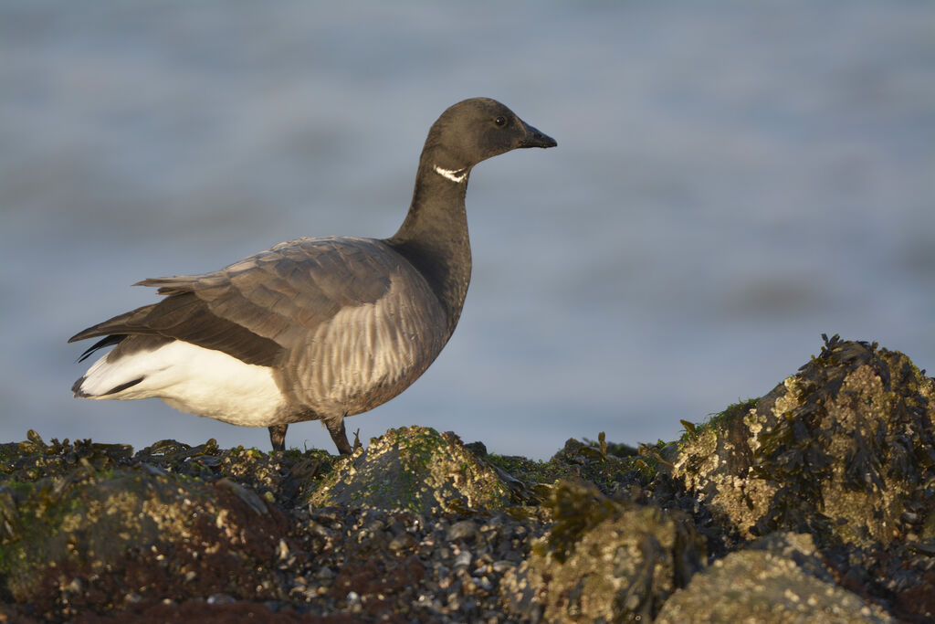 Brant Gooseadult, identification