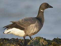 Brant Goose