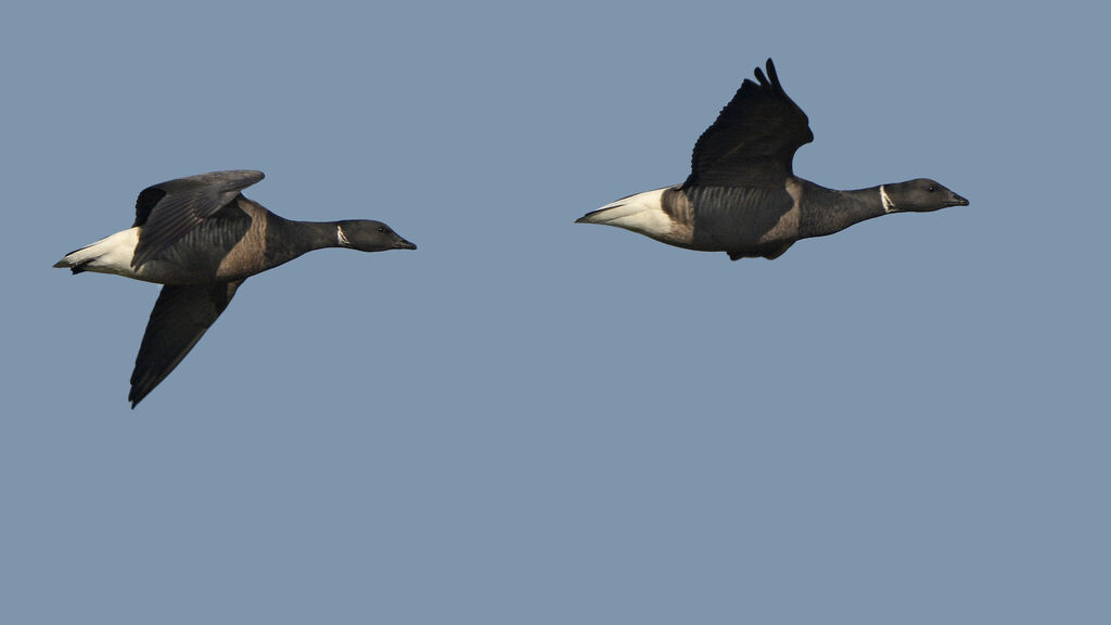 Brant Gooseadult, Flight