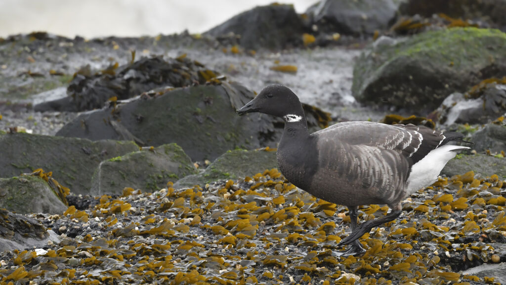 Brant GooseSecond year, identification