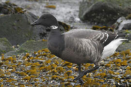 Brant Goose