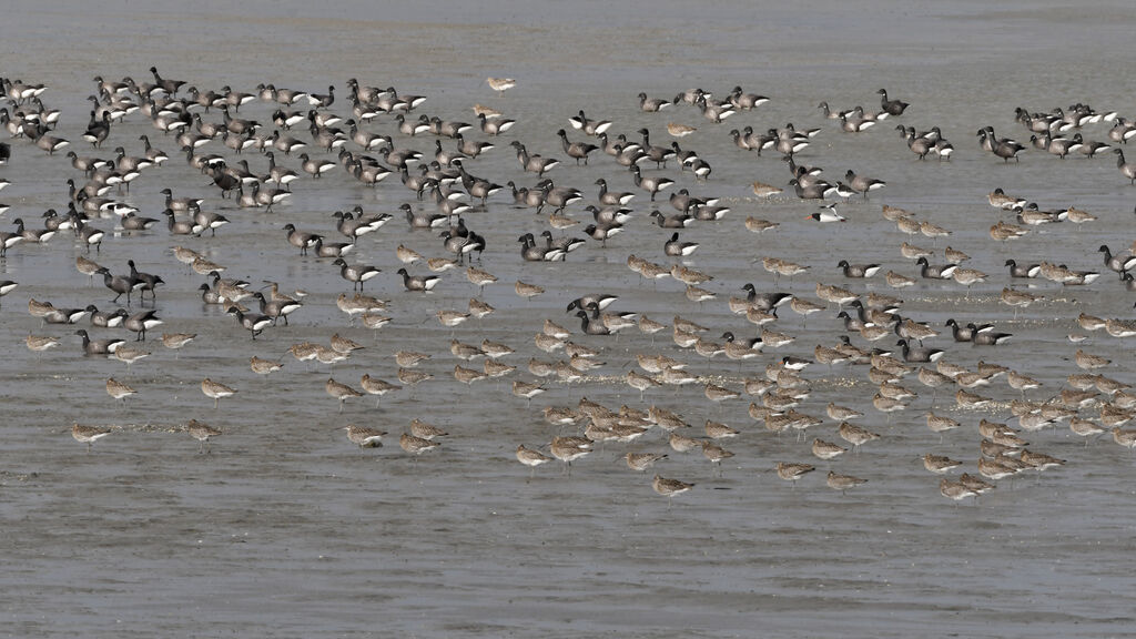 Brant Goose, habitat