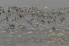 Brant Goose