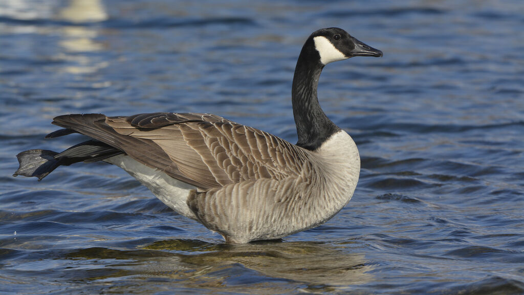 Canada Goose, identification