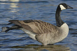 Canada Goose