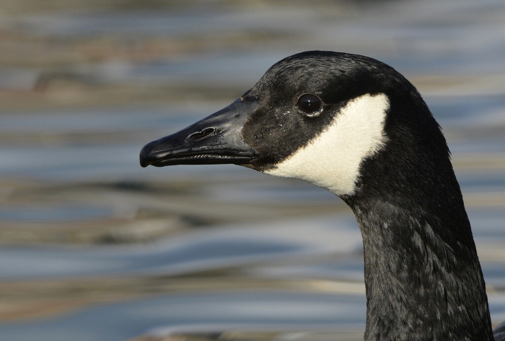 Canada Goose, identification