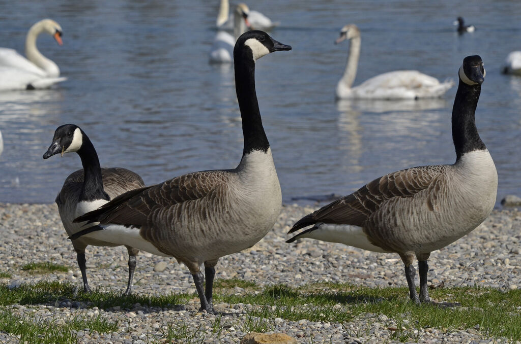 Canada Goose, identification