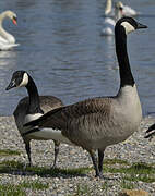 Canada Goose