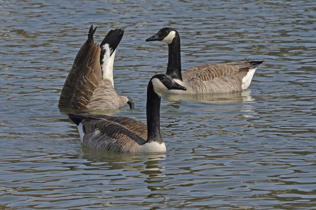 Canada Goose, identification