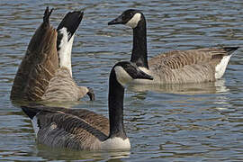 Canada Goose