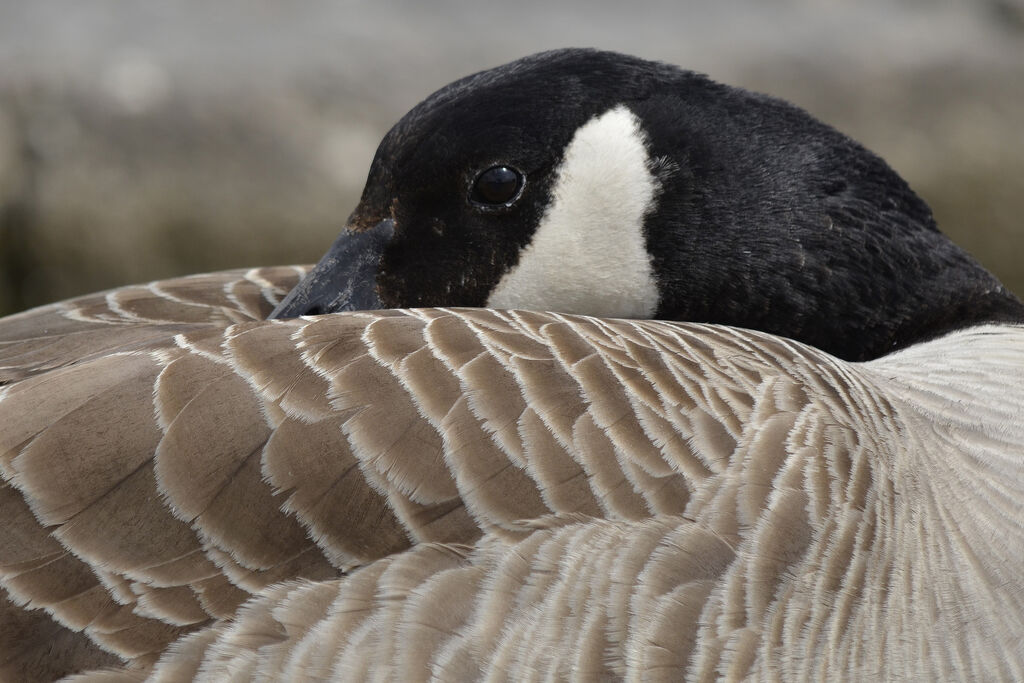 Canada Goose