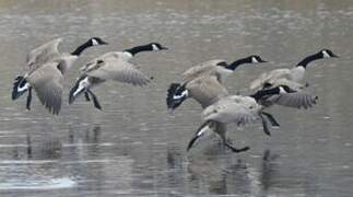 Canada Goose