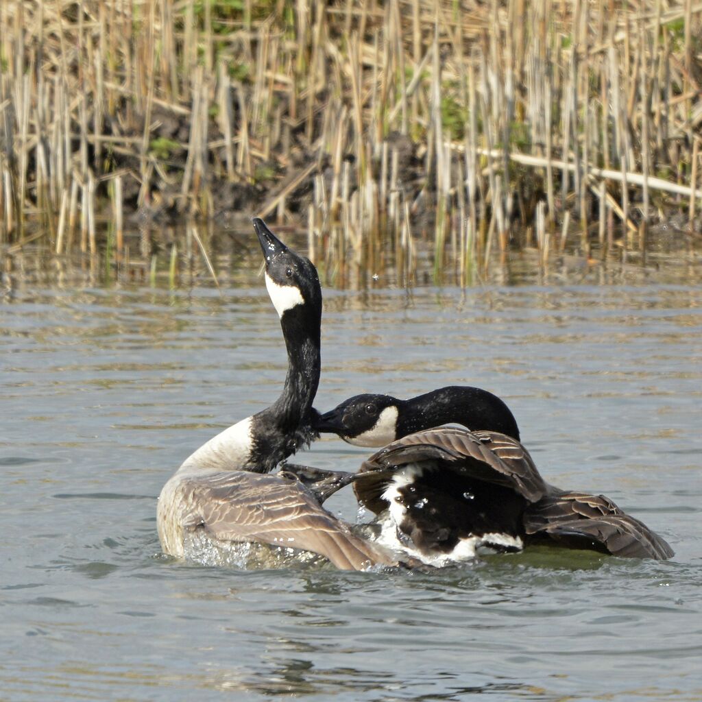 Canada Gooseadult, mating.