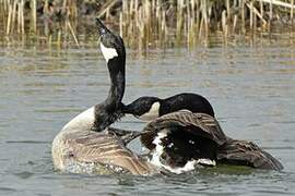 Canada Goose