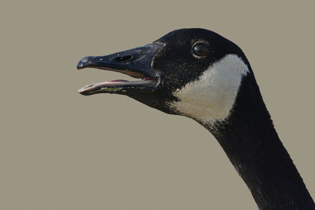 Canada Gooseadult, close-up portrait