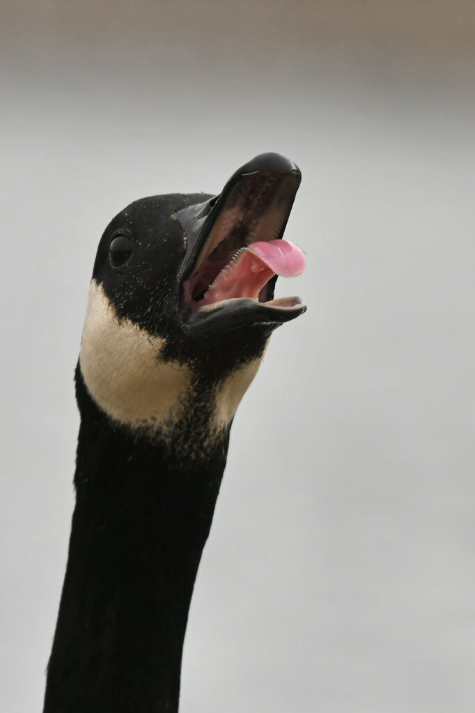 Canada Gooseadult, close-up portrait