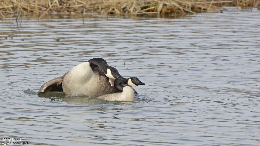 Canada Gooseadult, mating.