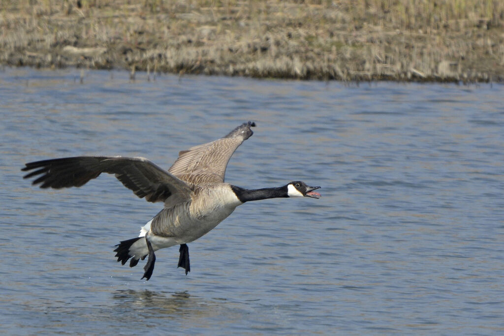 Canada Goose, Flight