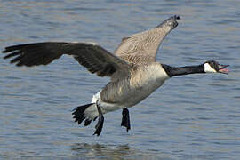 Canada Goose