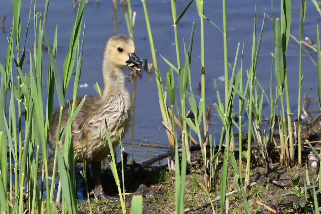 Canada Goose