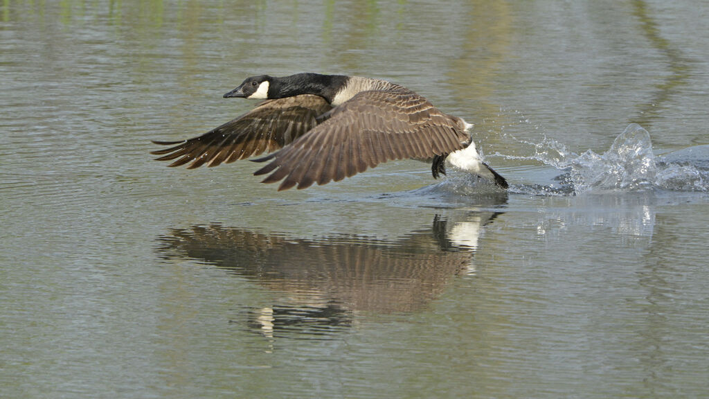 Canada Goose, Flight