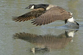 Canada Goose