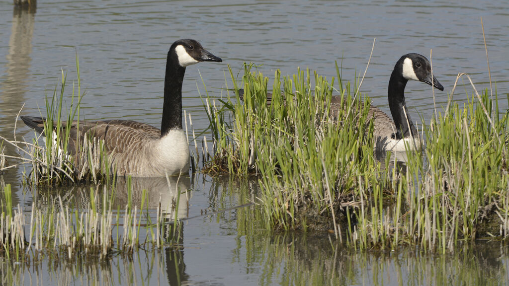 Canada Goose, identification