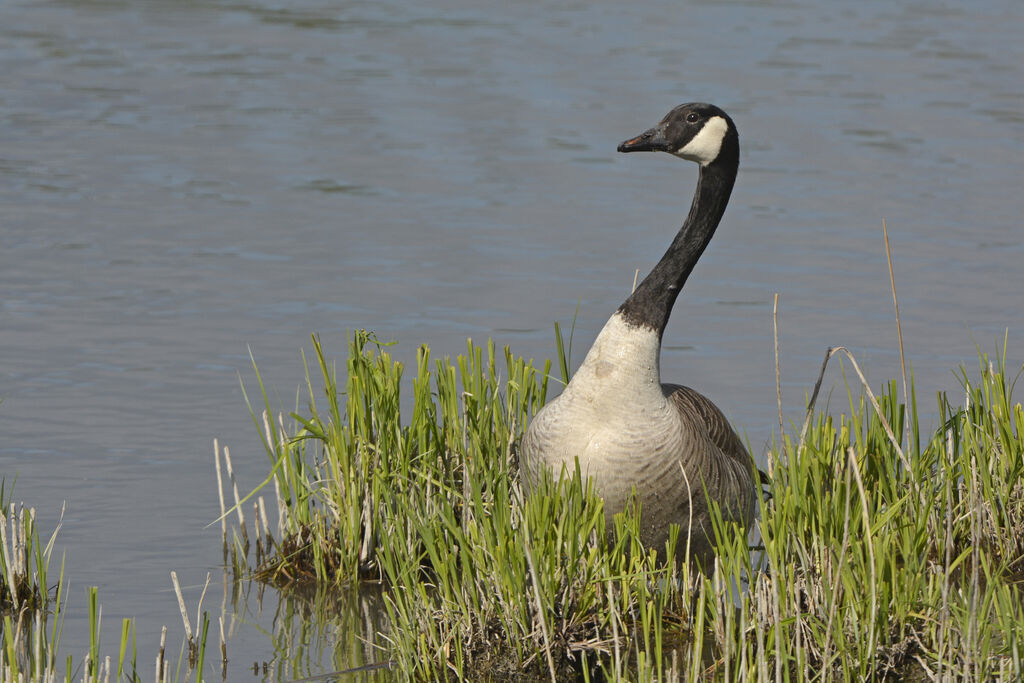 Canada Goose