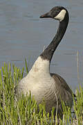 Canada Goose