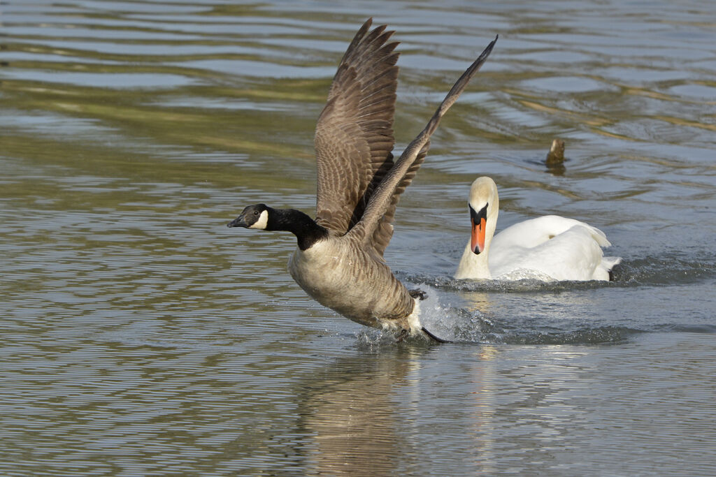 Canada Goose