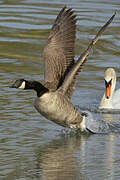 Canada Goose