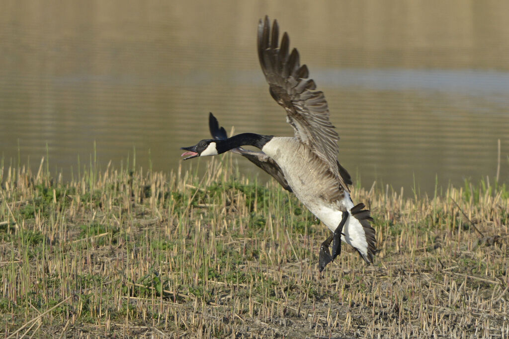 Canada Goose