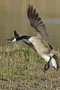 Canada Goose