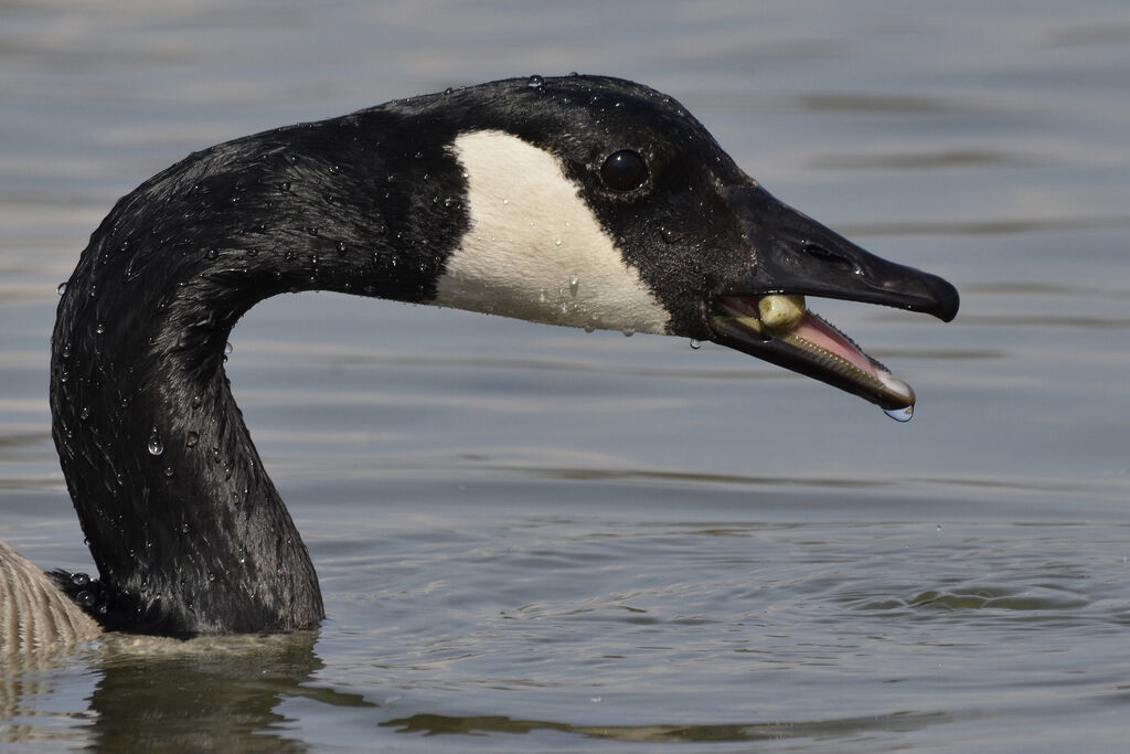 Canada Goose