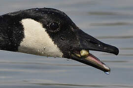 Canada Goose