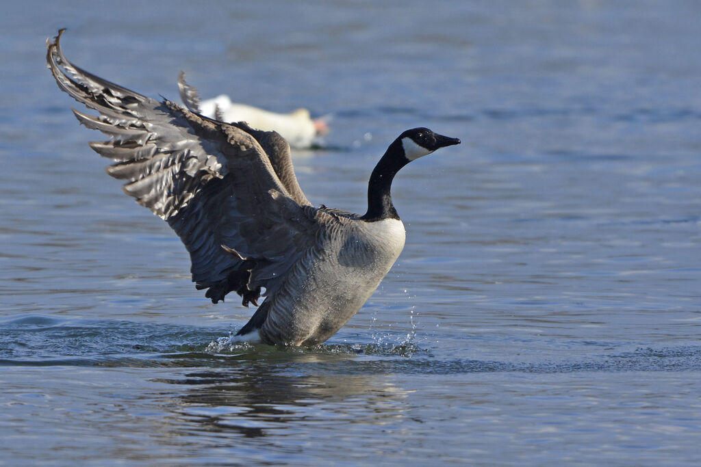 Canada Goose