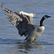 Canada Goose