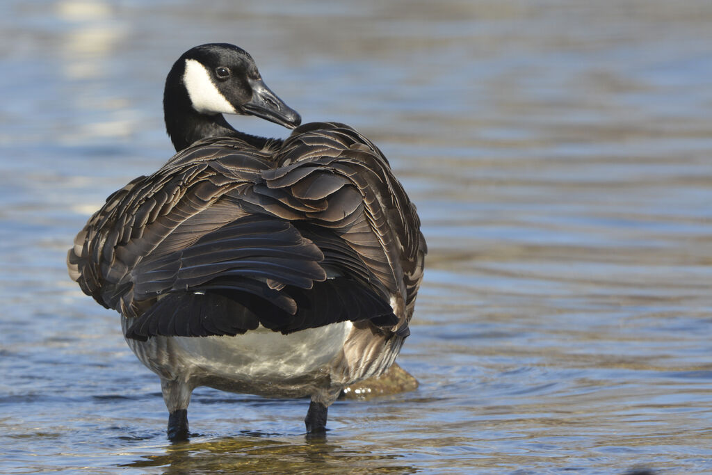 Canada Goose, identification