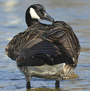 Canada Goose