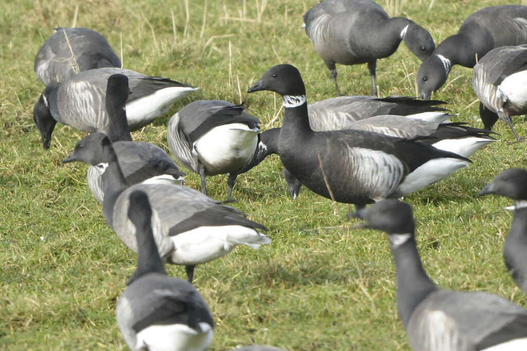 Brant Goose (nigricans)adult, identification