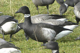 Brant Goose (nigricans)