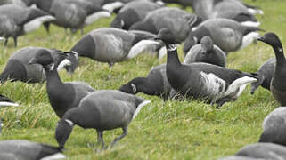 Brant Goose (nigricans)