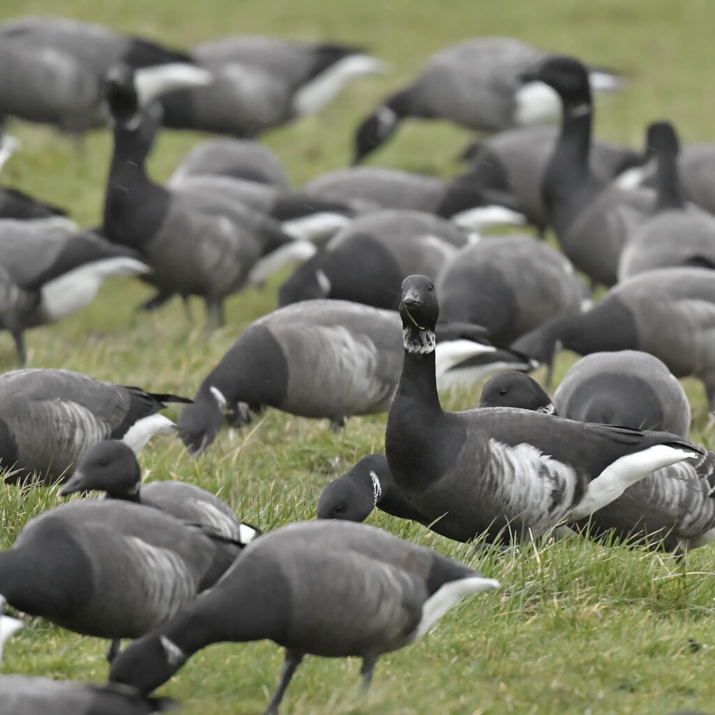 Brant Goose (nigricans)adult, identification