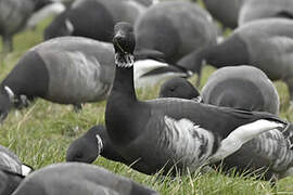 Brant Goose (nigricans)