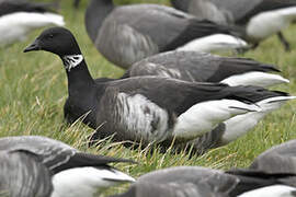 Brant Goose (nigricans)