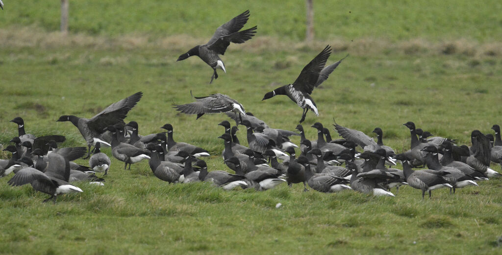 Brant Goose (nigricans)adult, Flight