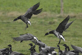 Brant Goose (nigricans)