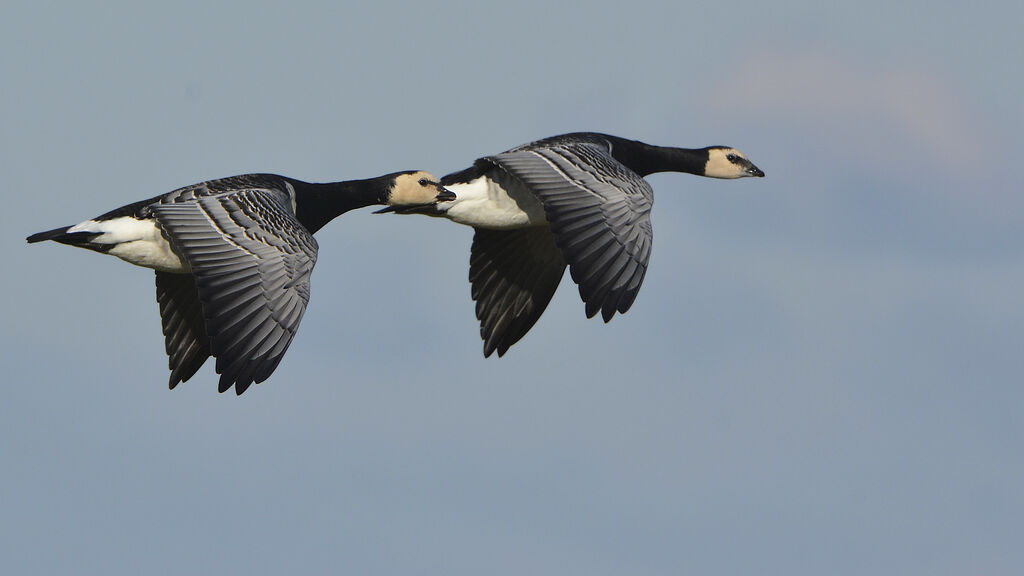 Barnacle Gooseadult, Flight