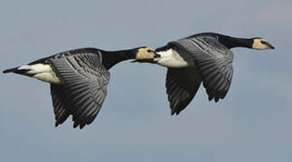 Barnacle Goose